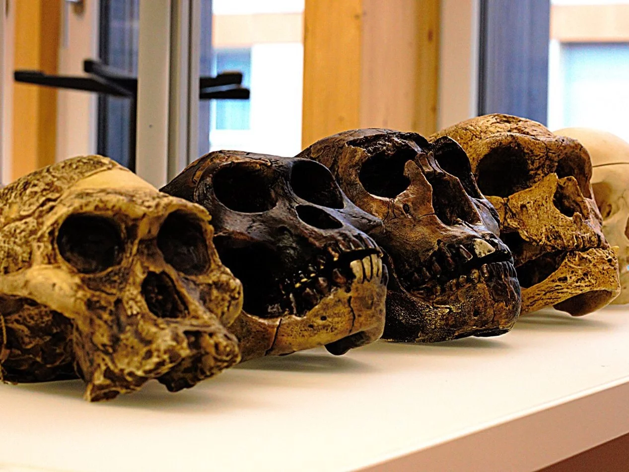 Czaszki przodków człowieka. Od lewej A. africanus, A. afarensis, H. erectus, H. neanderthalensis and H. sapiens sapiens