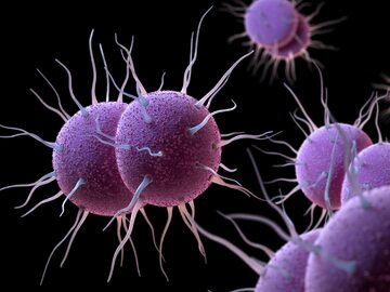 Neisseria gonorrhoeae – bakteria rzeżączki