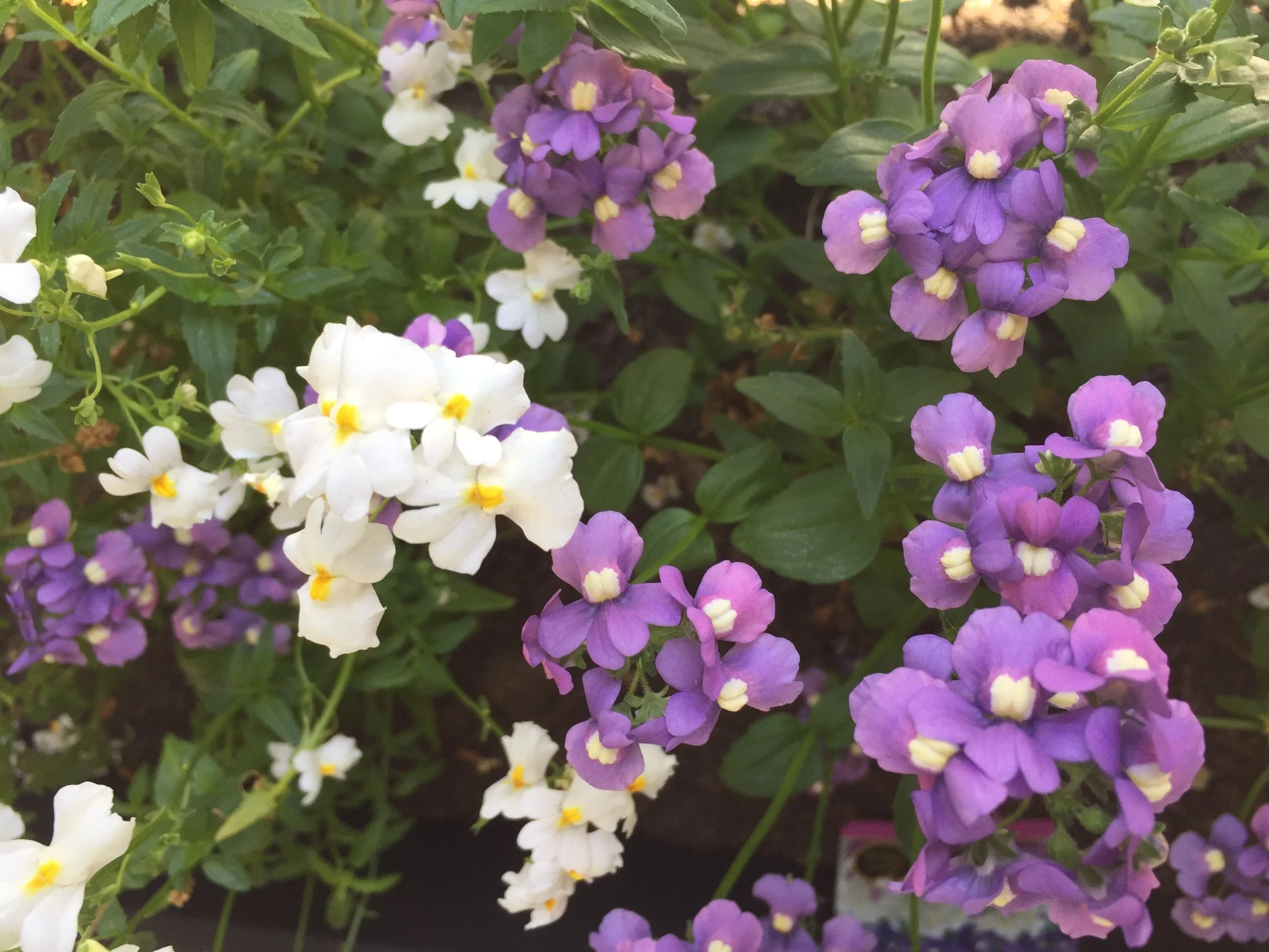 Nemezja kwitnie miesiącami i daje lżejszy efekt niż pelargonia