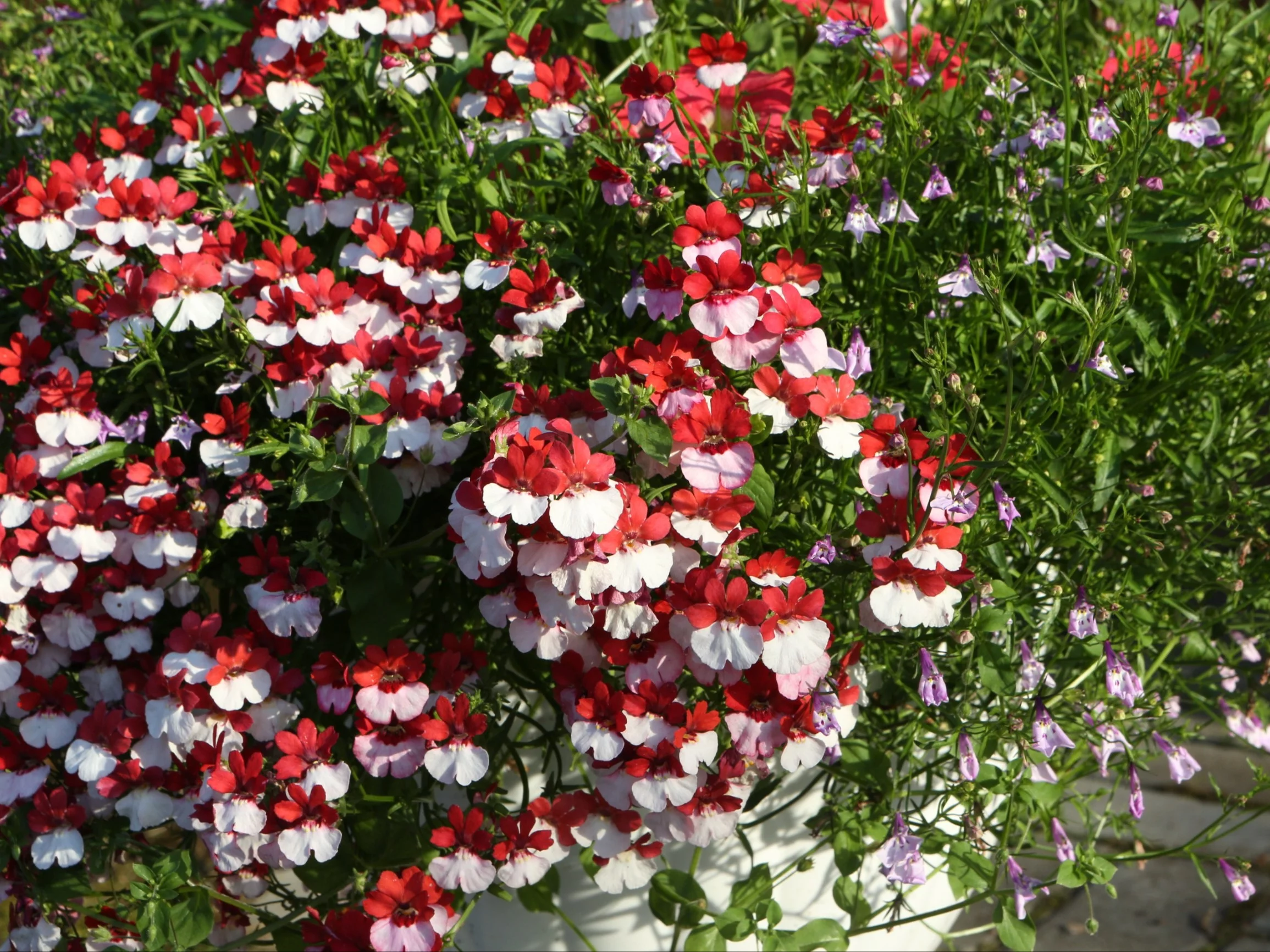 Nemezja powabna (Nemesia strumosa) w wersji patriotycznej