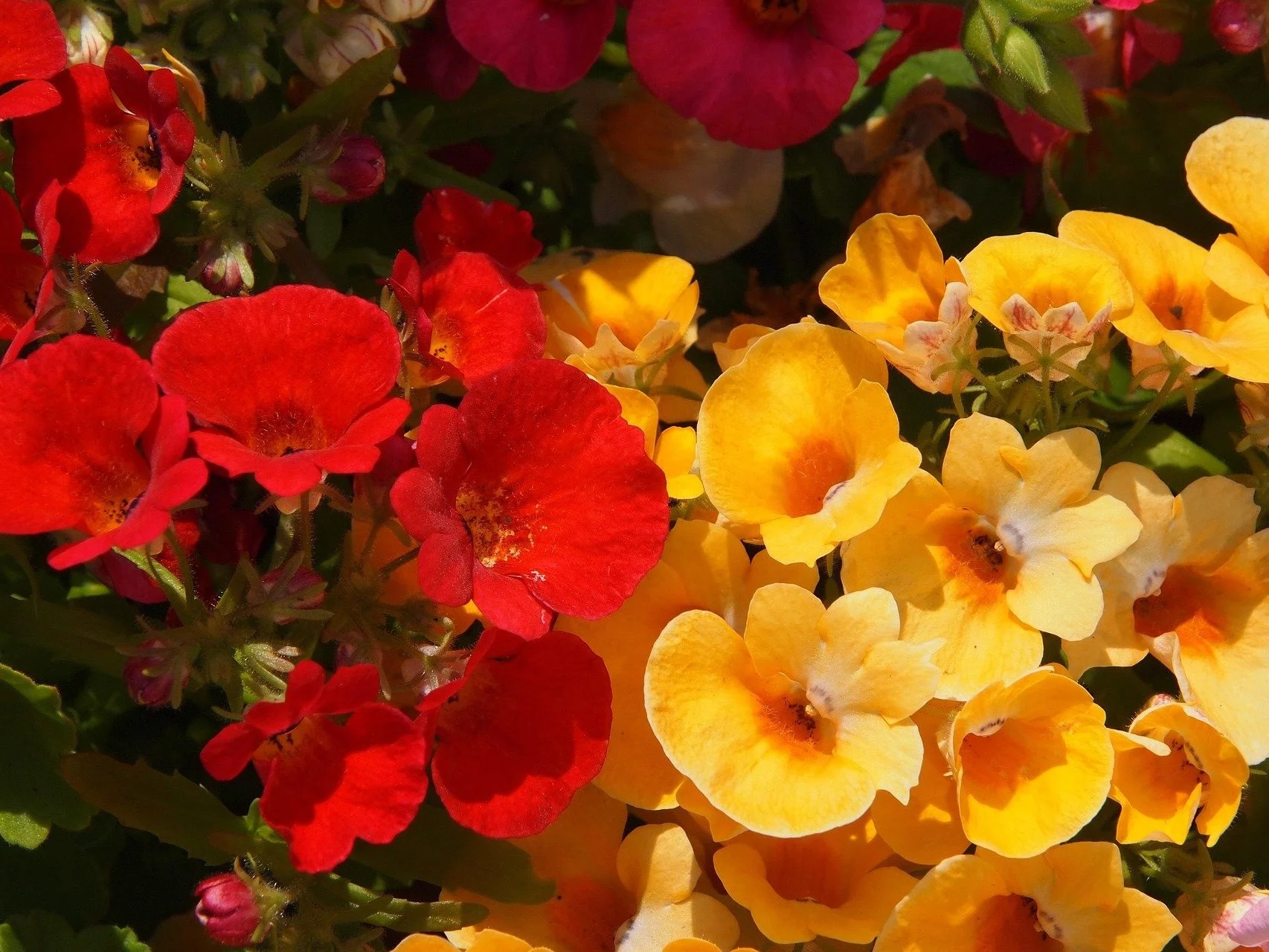 Nemezja powabna to świetna alternatywa pelargonii