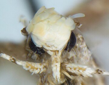 Neopalpa donaldtrumpi