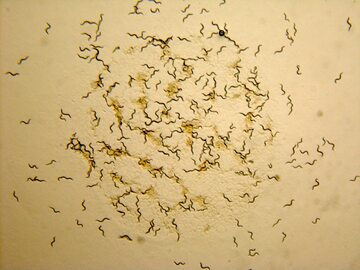 Nicienie – szalka z robakami