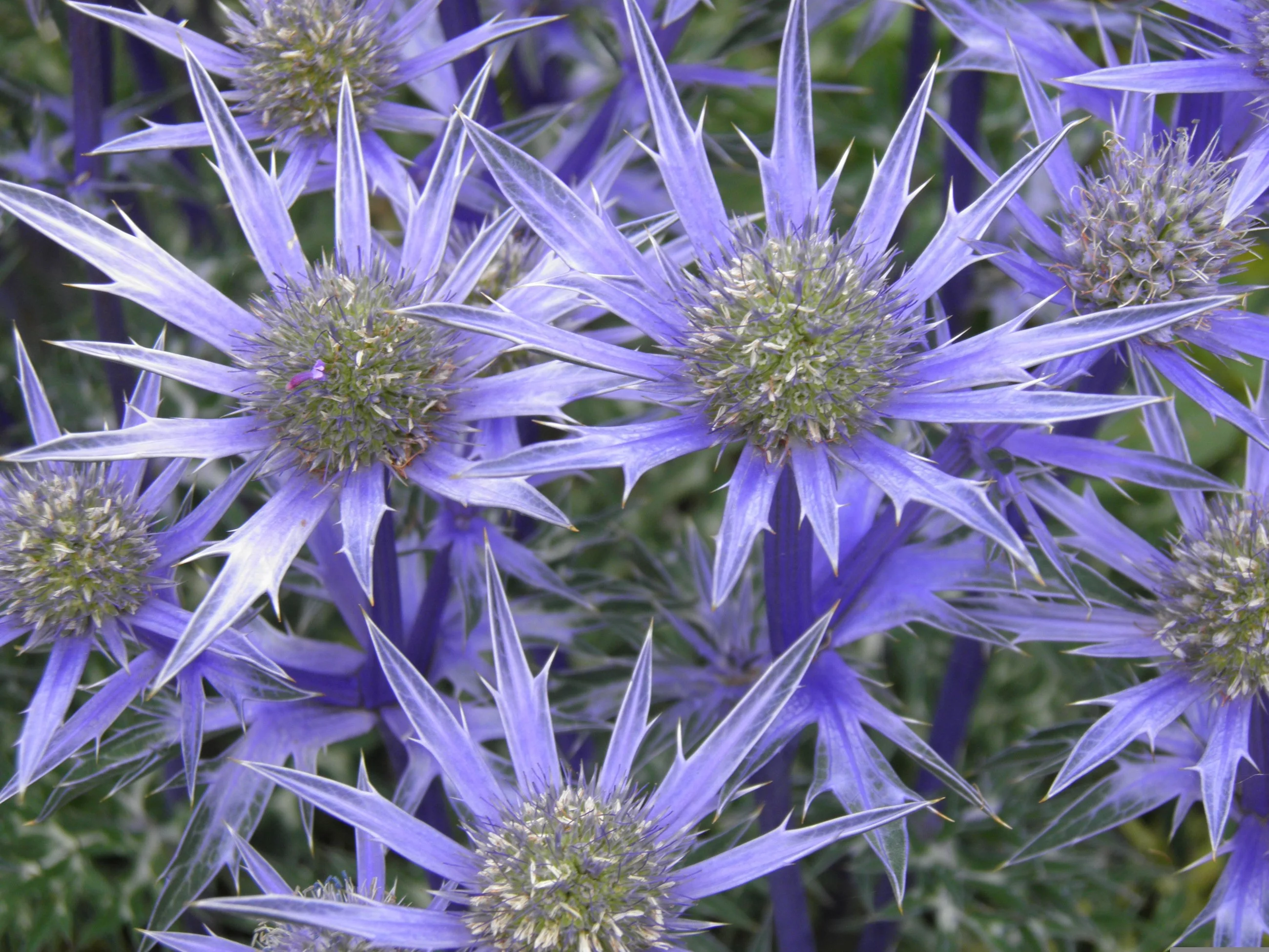 Mikołajek, czyli Eryngium