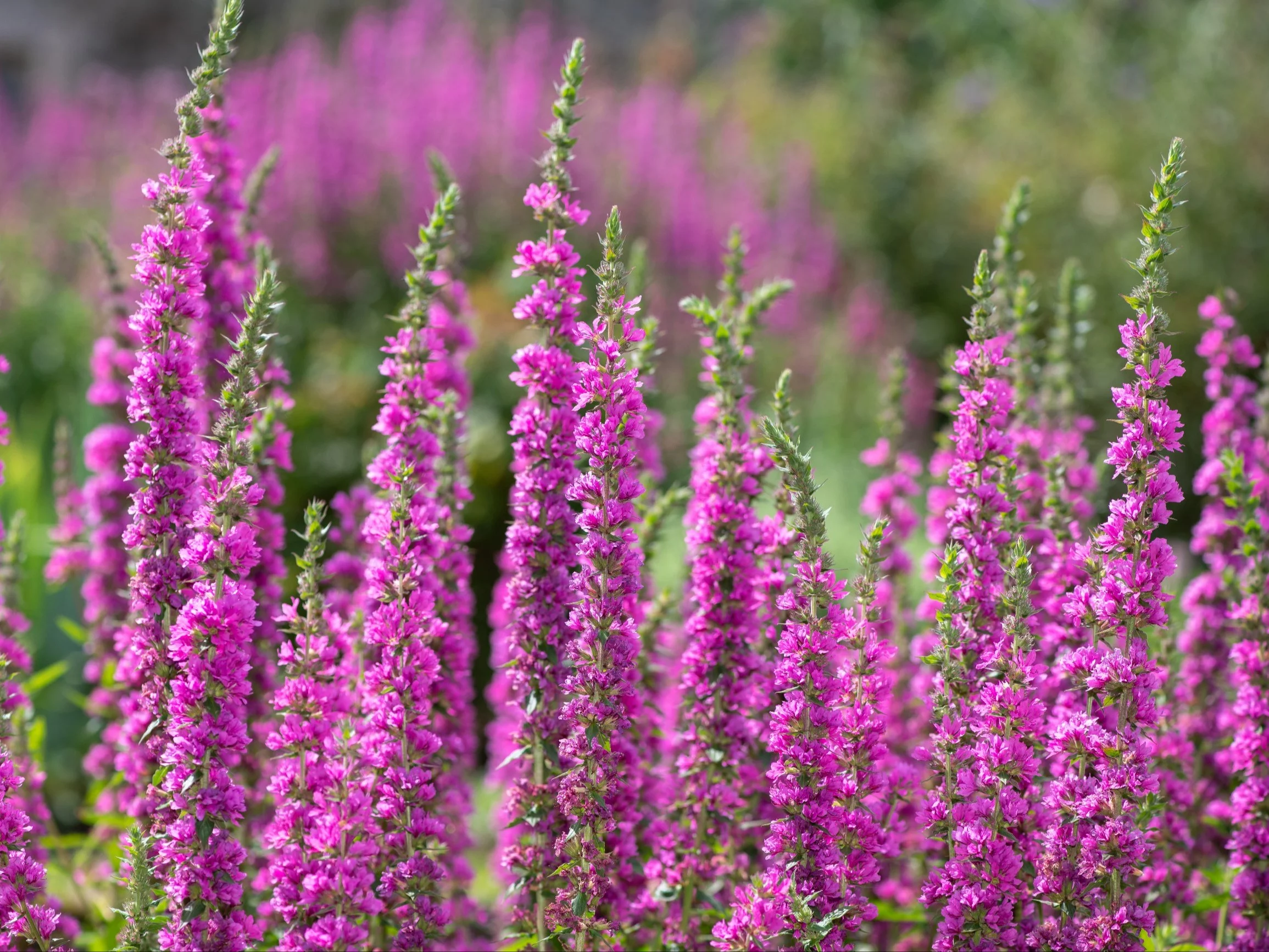 Krwawnica (Lythrum salicaria)