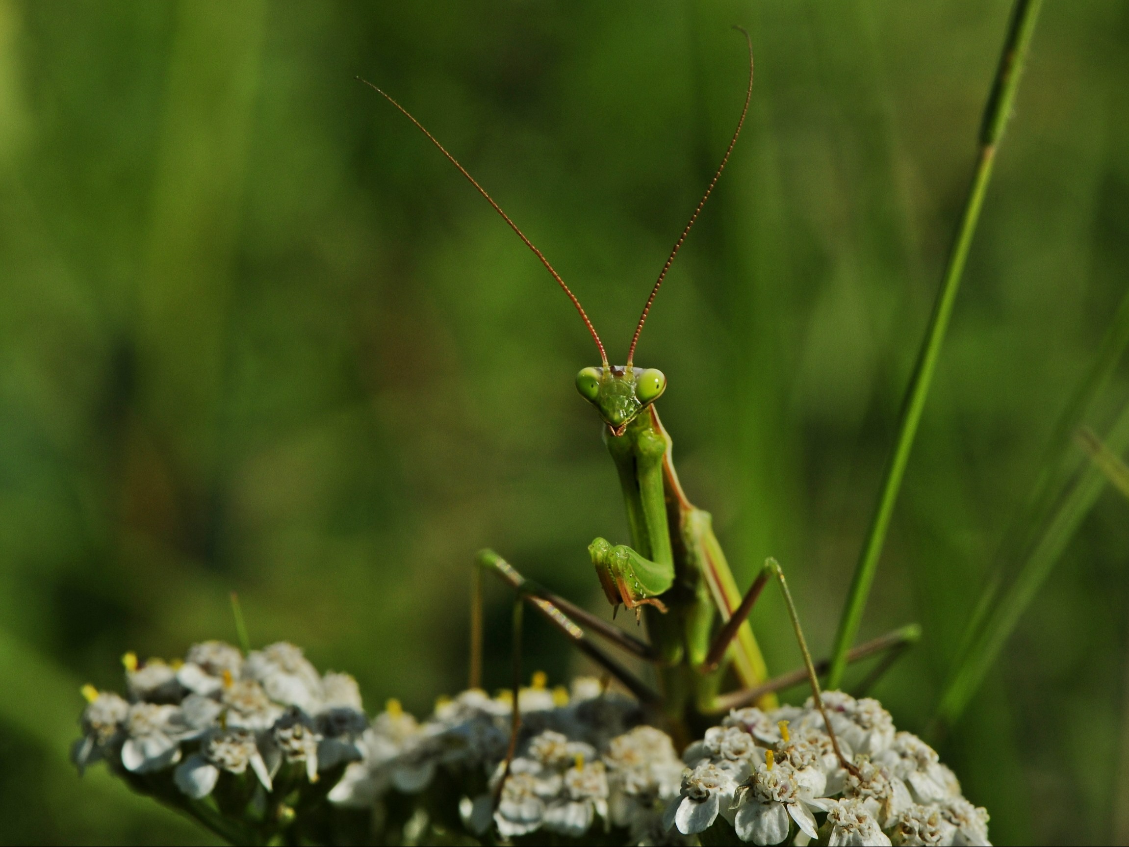 Nie chwytaj i nie zabijaj tego owada. Jest w Polsce objęty ścisłą ochroną gatunkową