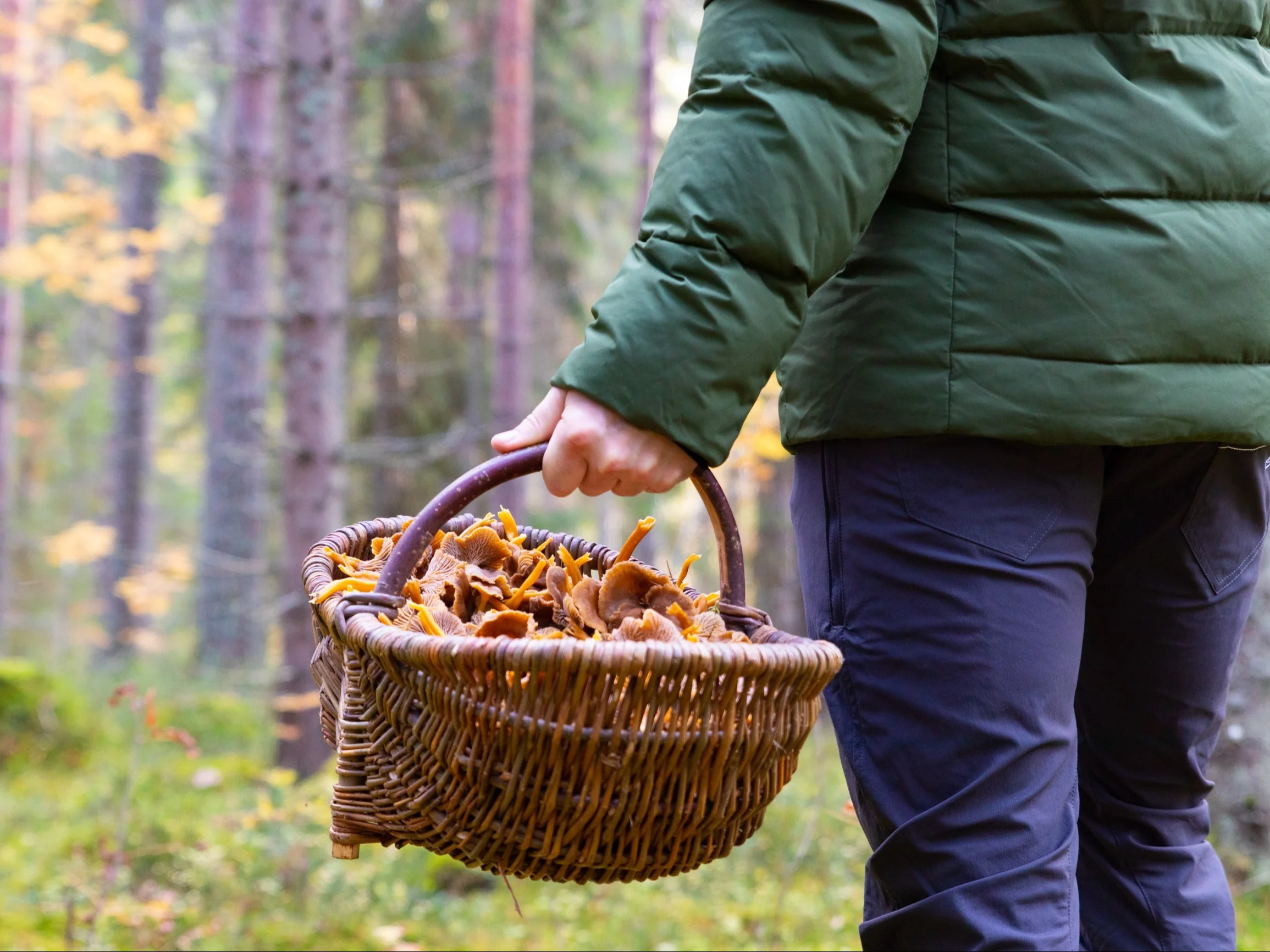 Nie każdy Polak zbiera grzyby. Tego boimy się najbardziej. Sondaż