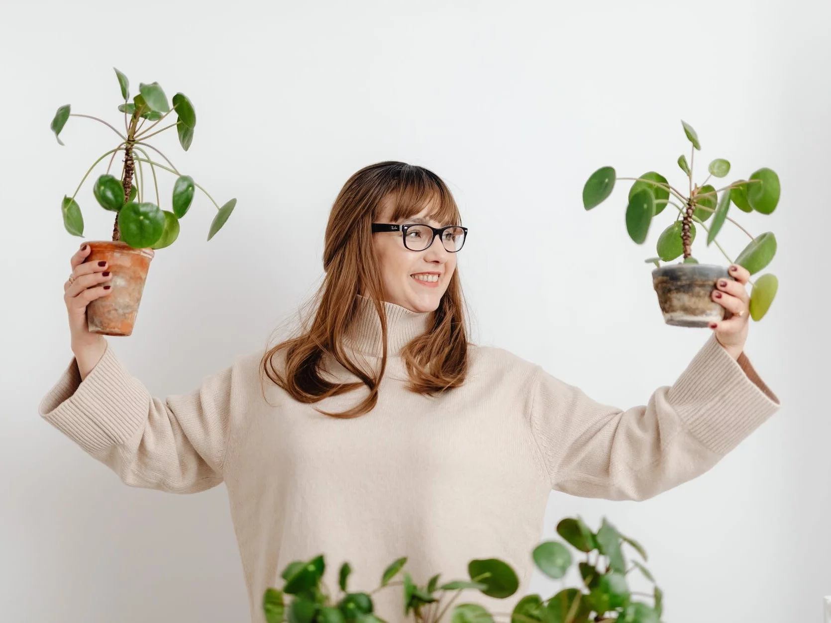 Pieniążek, Pilea peperomioides