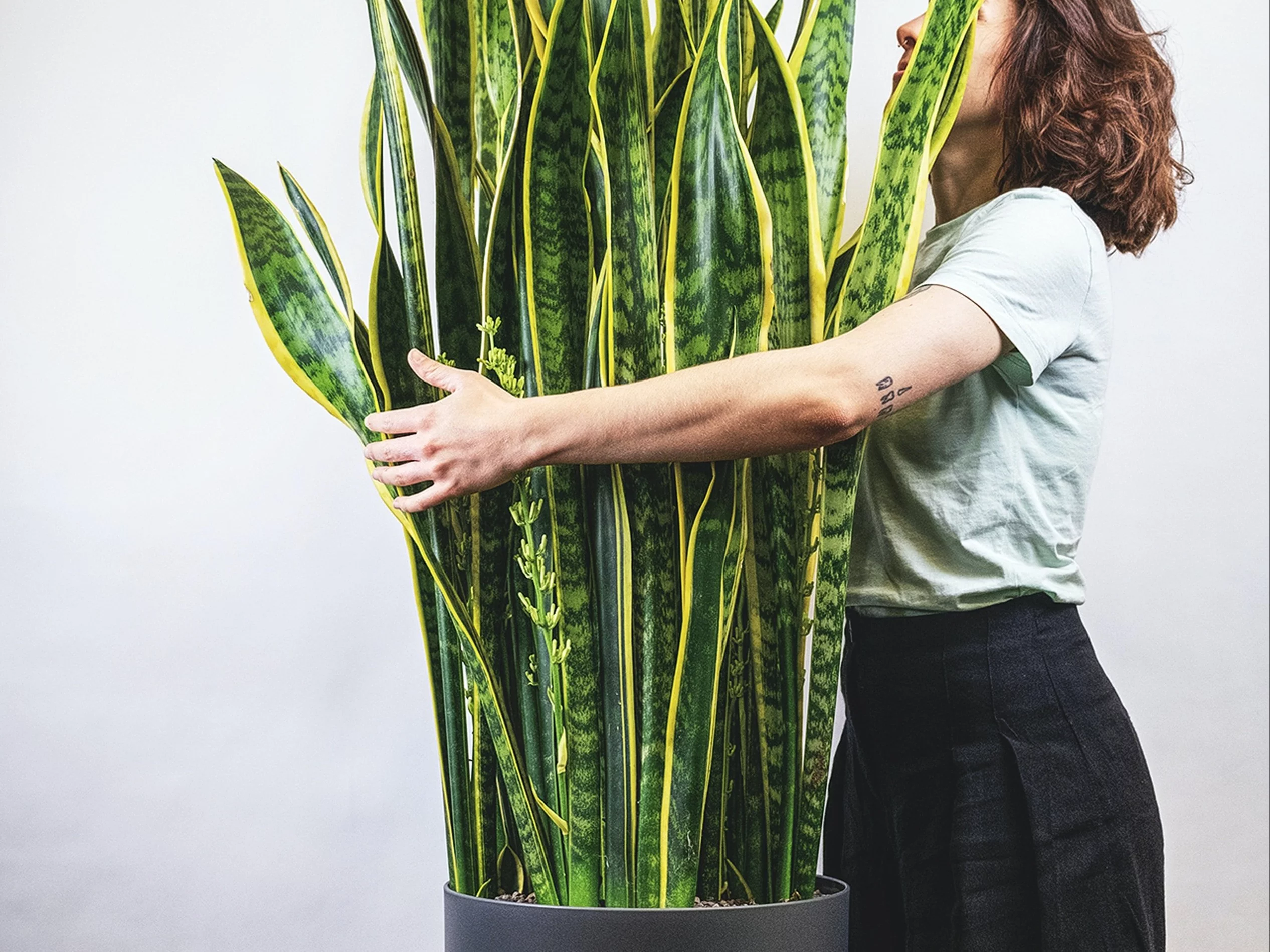 Sansewieria, odporna i dekoracyjna. Poza tym oczyszcza powietrze
