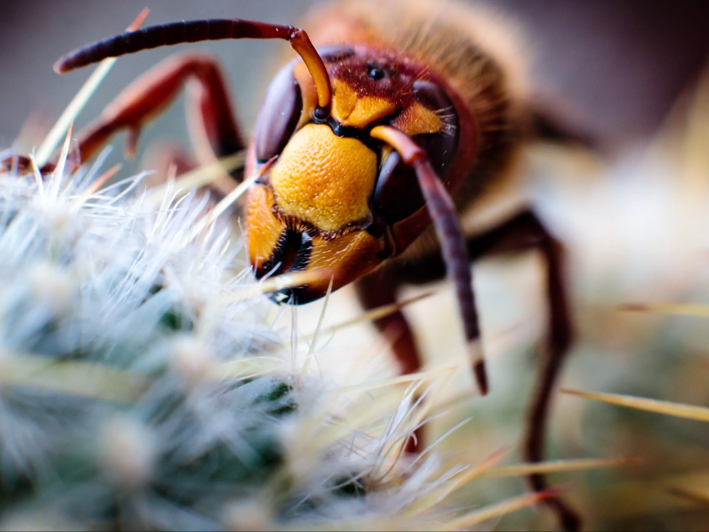 Szerszeń europejski (Vespa crabro)