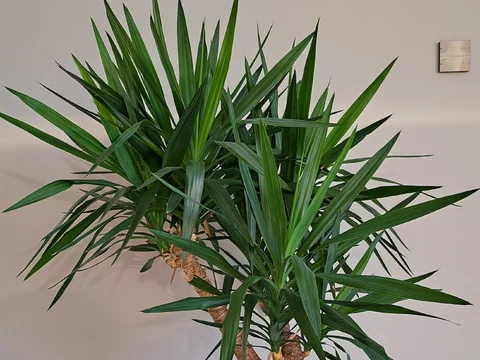 Dracena