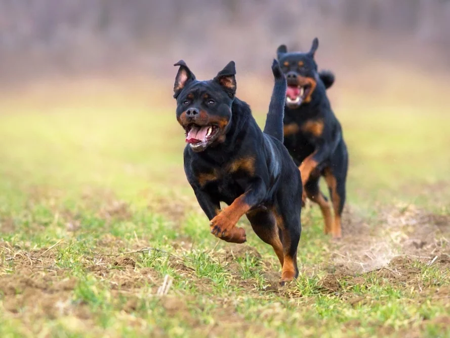 Rottweilery