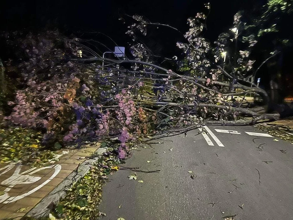 Połamane drzewa w Zakopanem