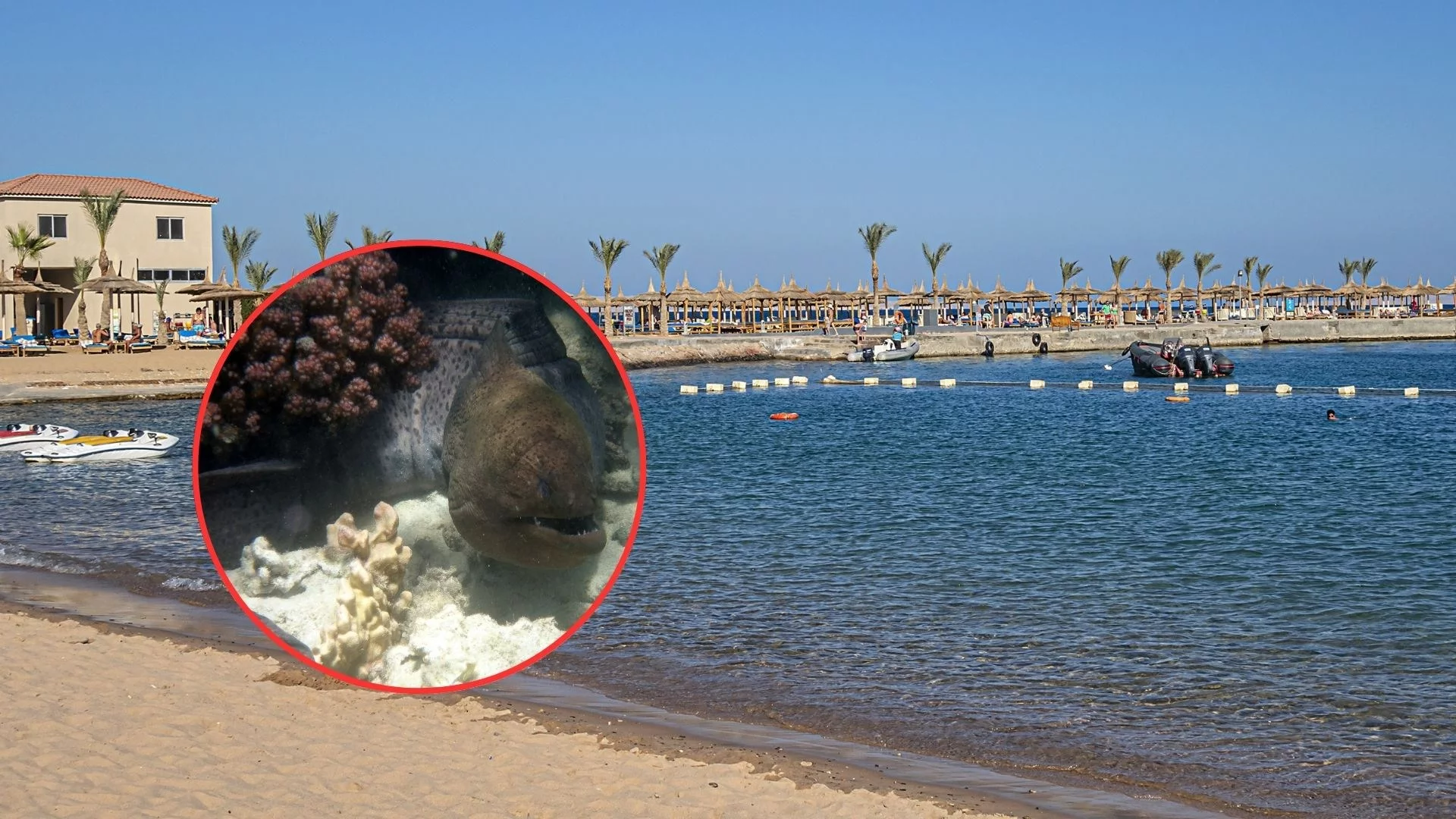 Niebezpieczeństwo na plaży w Egipcie. Drapieżna ryba zaatakowała turystę