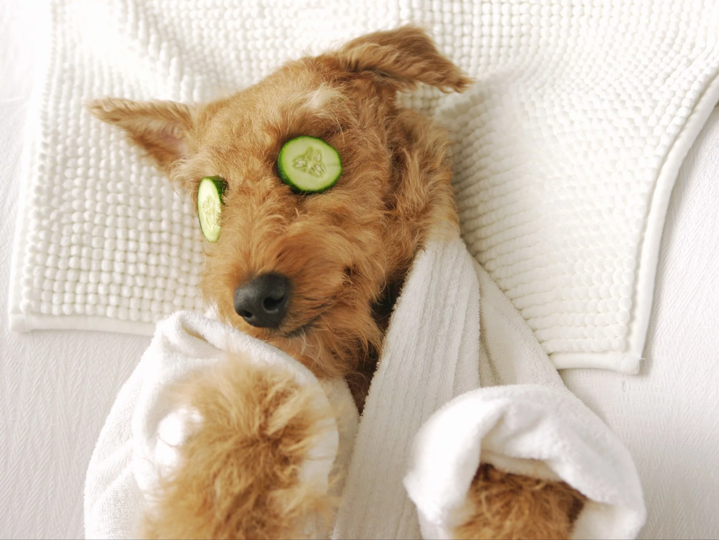 Pies w SPA, zdjęcie ilustracyjne