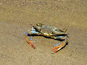 Niebieski krab na plaży, zdjęcie ilustracyjne