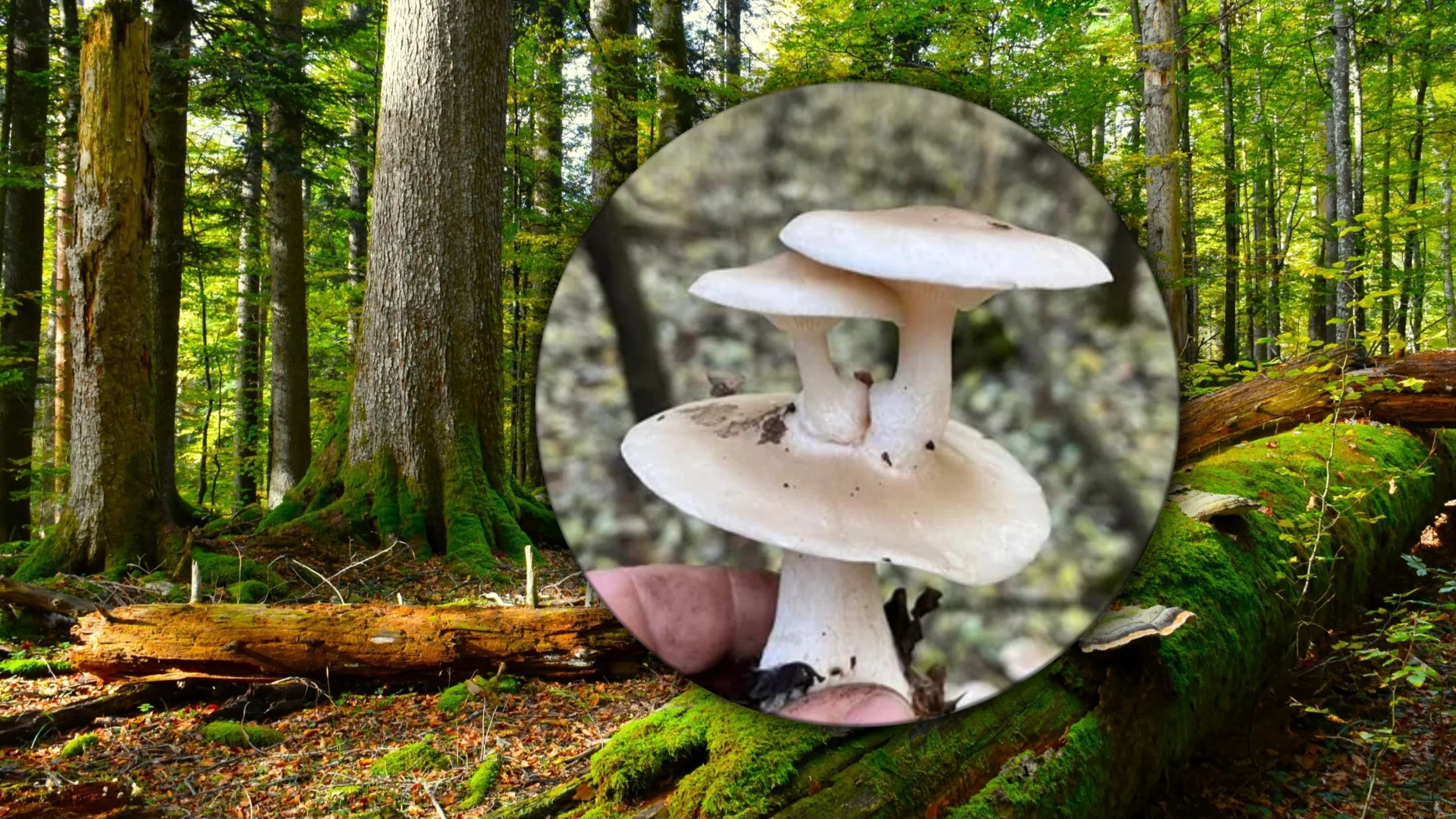 Mężczyzna trafił na grzyb „trzy w jednym”