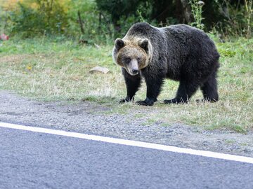 Niedźwiedź brunatny w Europie/zdjęcie poglądowe