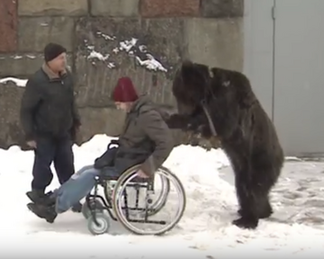 Niedźwiedź Jasza popycha wózek inwalidzki