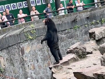 Niedźwiedź malajski w chińskim zoo