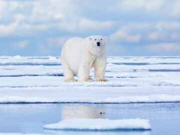 Niedźwiedź polarny na krze lodowej/zdj. poglądowe