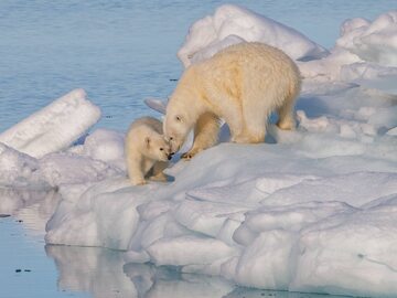 Niedźwiedź polarny z młodym, zdjęcie ilustracyjne