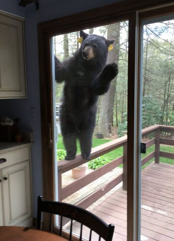 Niedźwiedź usiłował dostać się do kuchni przez przeszklone drzwi