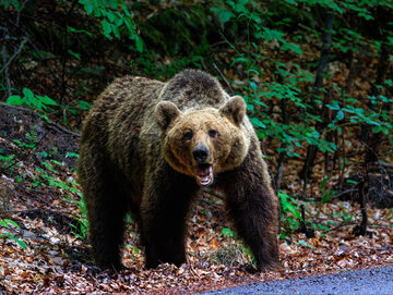 Niedźwiedź, zdjęcie ilustracyjne