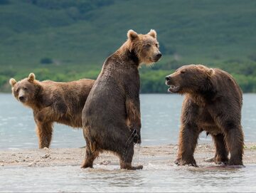 Niedźwiedzie brunatne na Kamczatce w Rosji