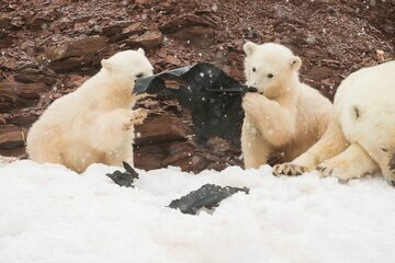 Niedźwiedzie polarne bawiące się kawałkiem plastiku