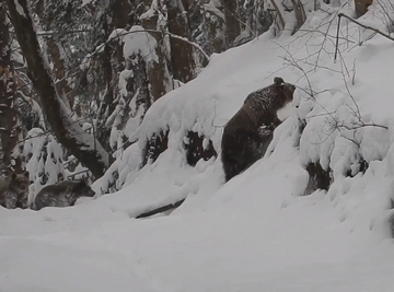 Niedźwiedzie zauważone przez leśniczego