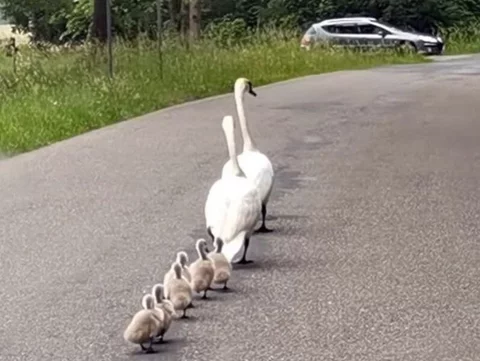 Nietypowa interwencja policjantów
