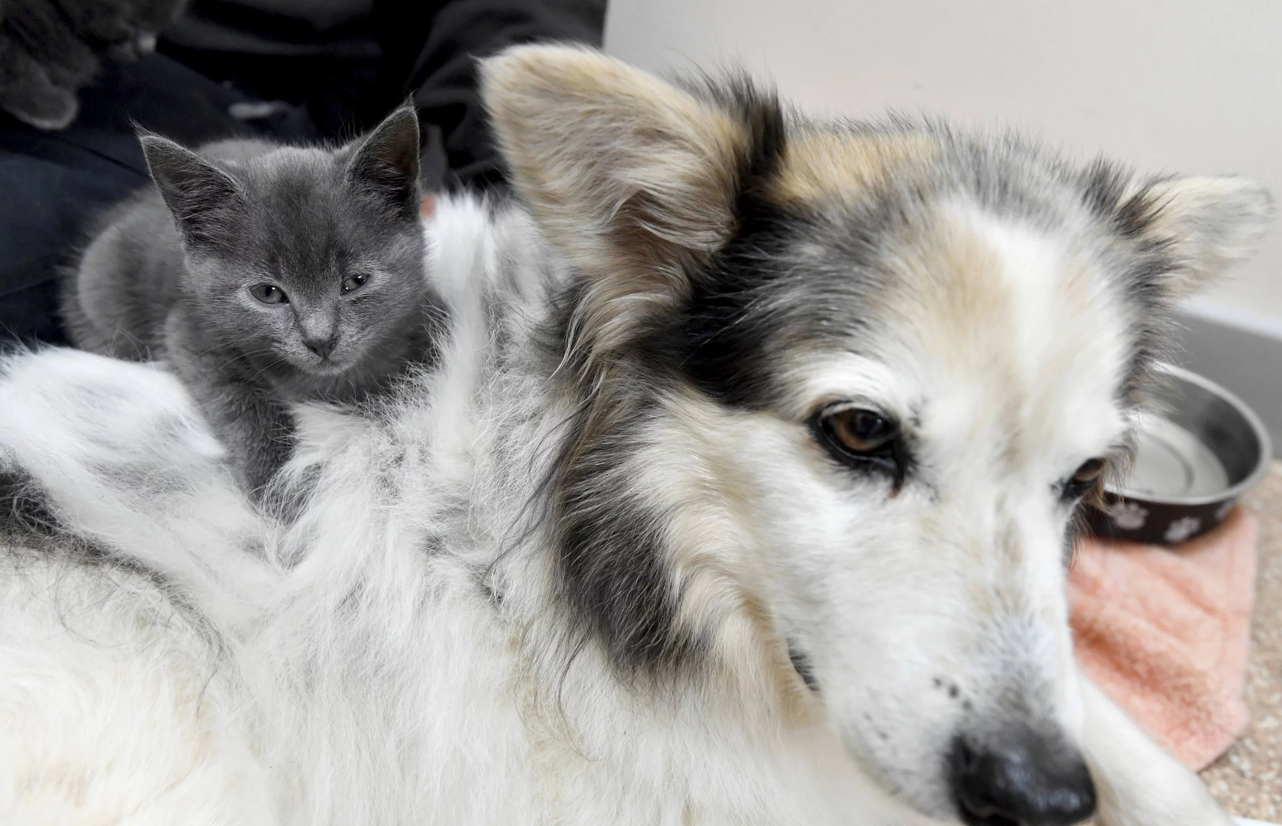 Suczka Skye i kocięta