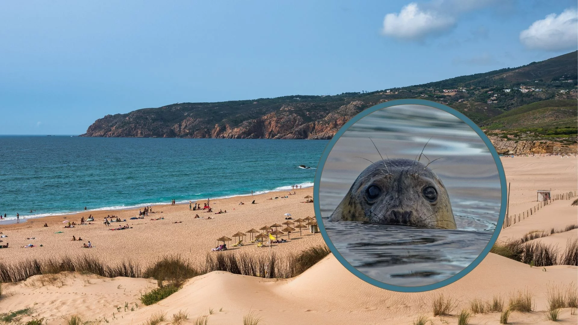 Foka na plaży w Portugalii, zdjęcie ilustracyjne