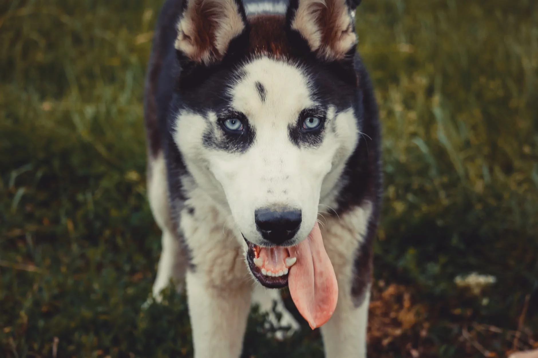 Husky, zdjęcie ilustracyjne