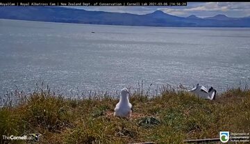 Nieudane lądowanie albatrosa