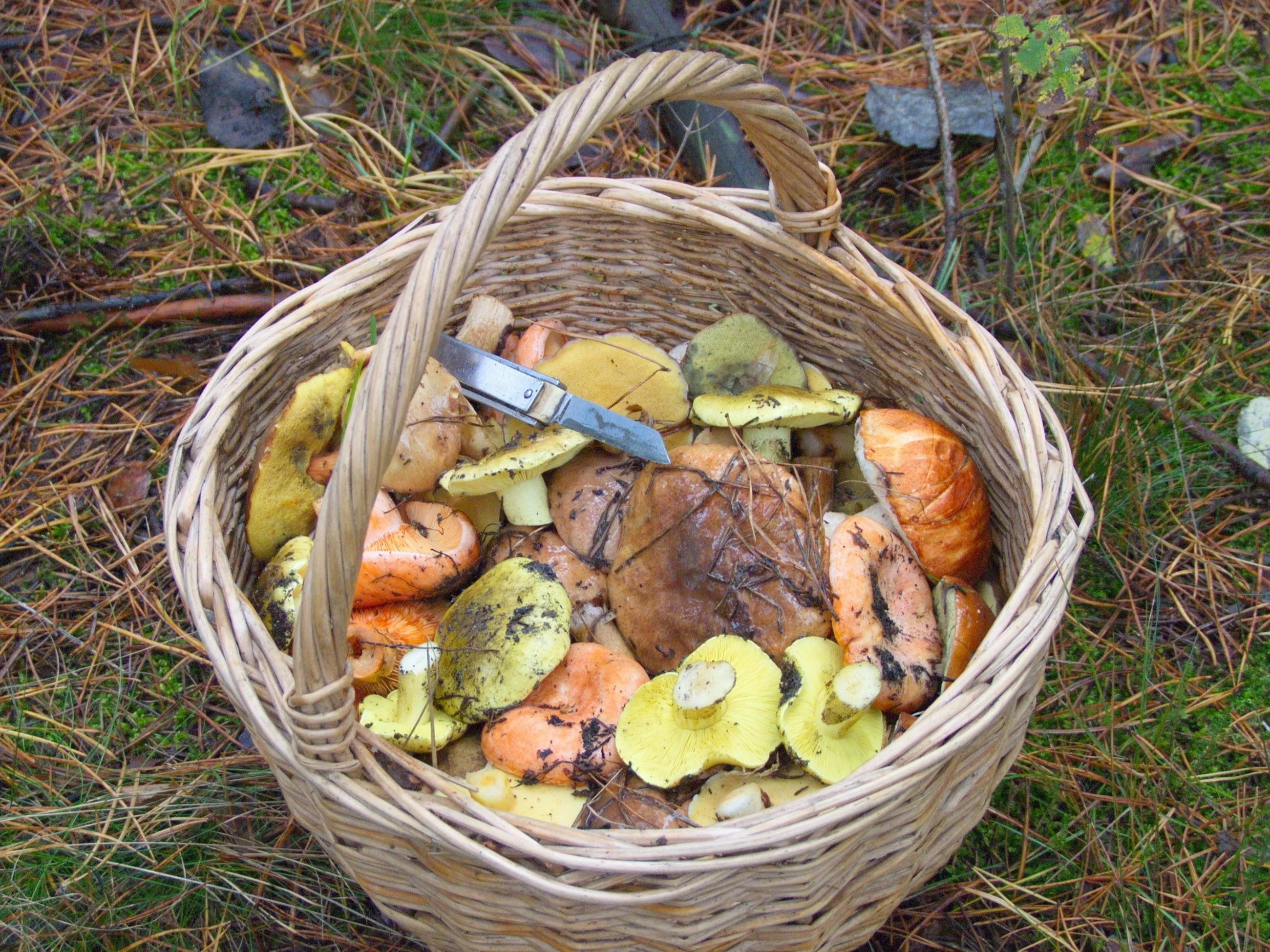 Grzybobranie zakończone sukcesem. „Grudzień potrafi być kolorowy”