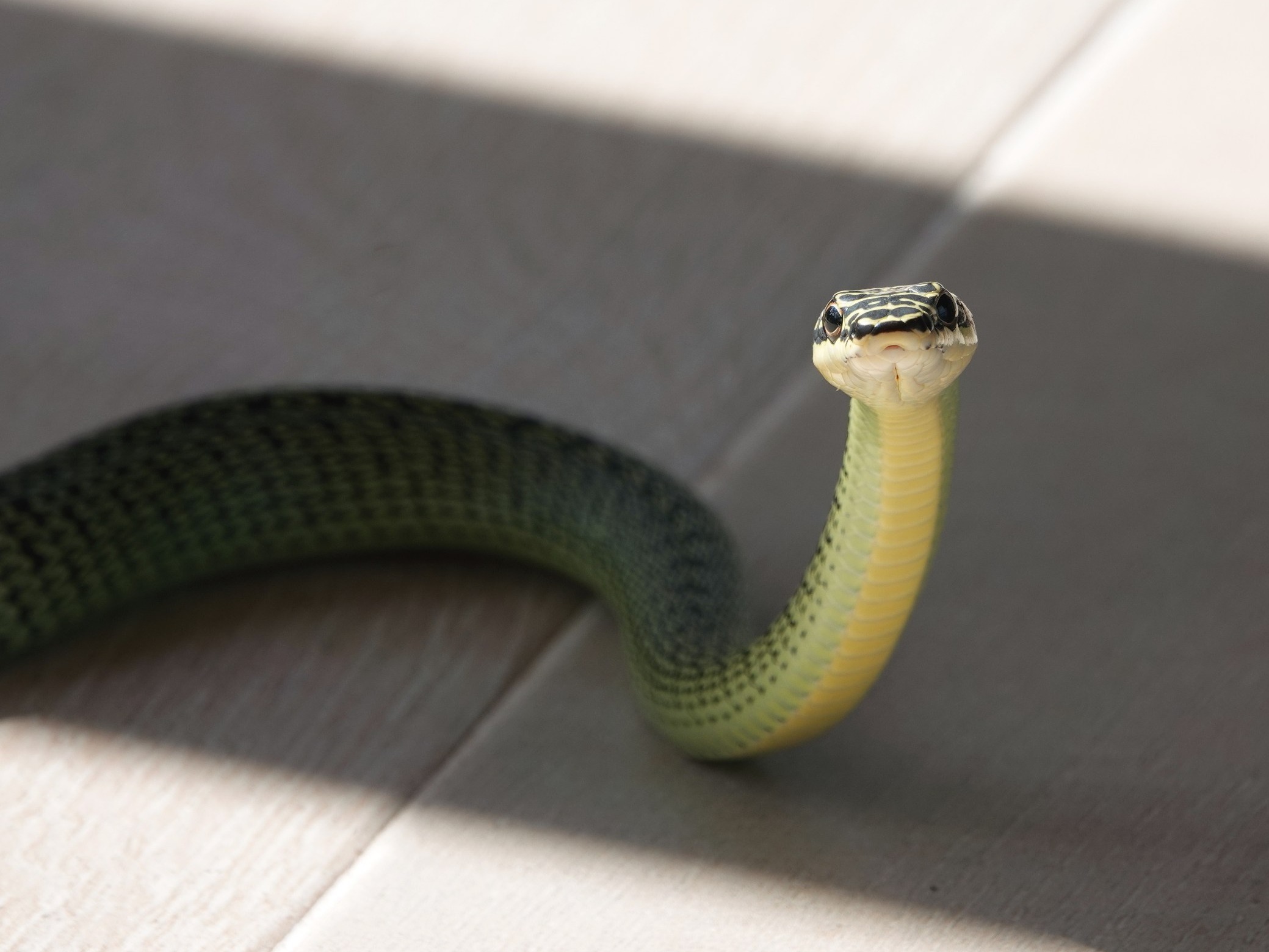 Węże wdarły się do szpitali. Lekarze ogłosili ogólnokrajowy strajk