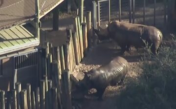 Nosorożce w Brevard zoo