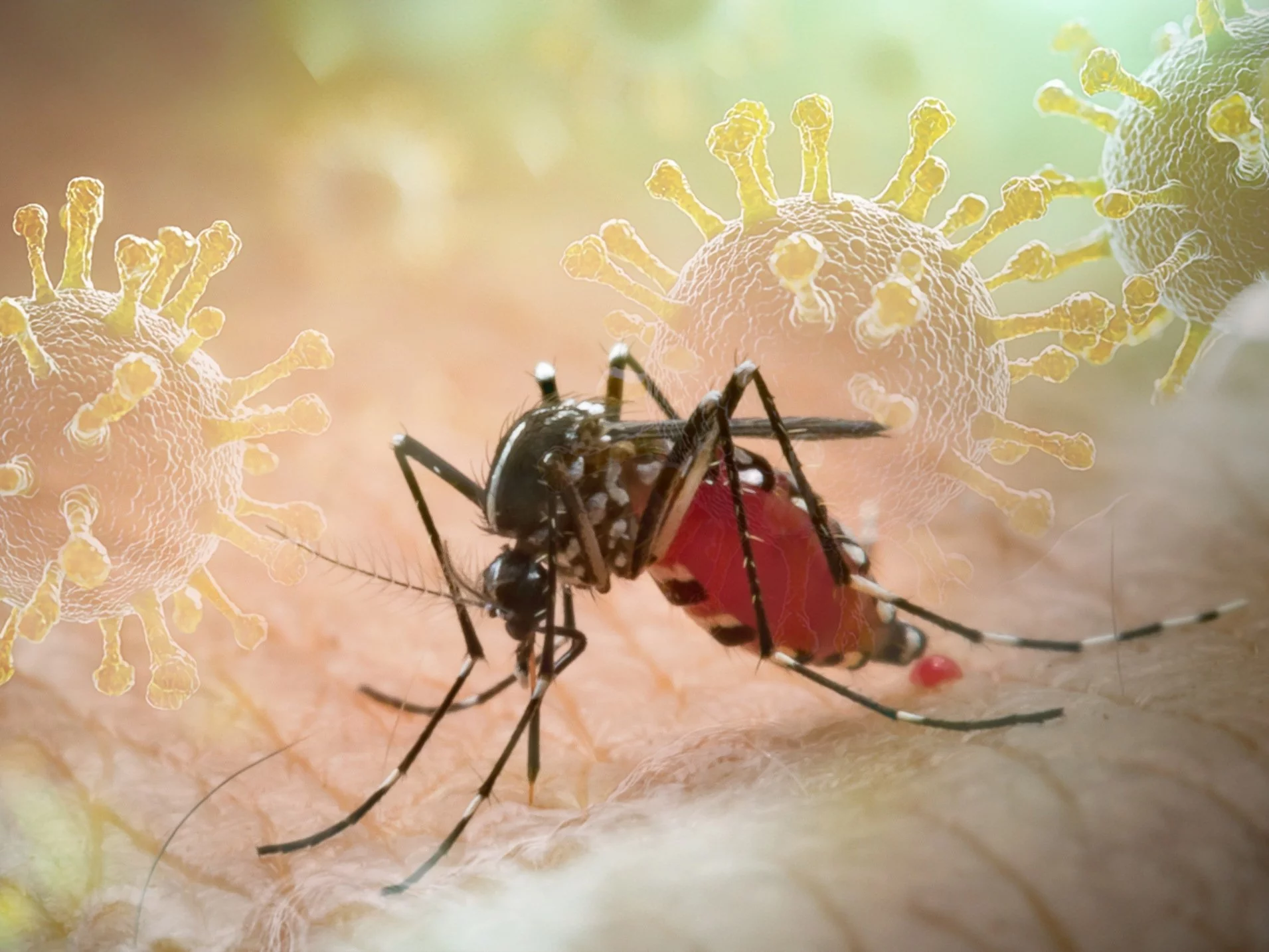 Komar Aedes aegypti, zdjęcie ilustracyjne