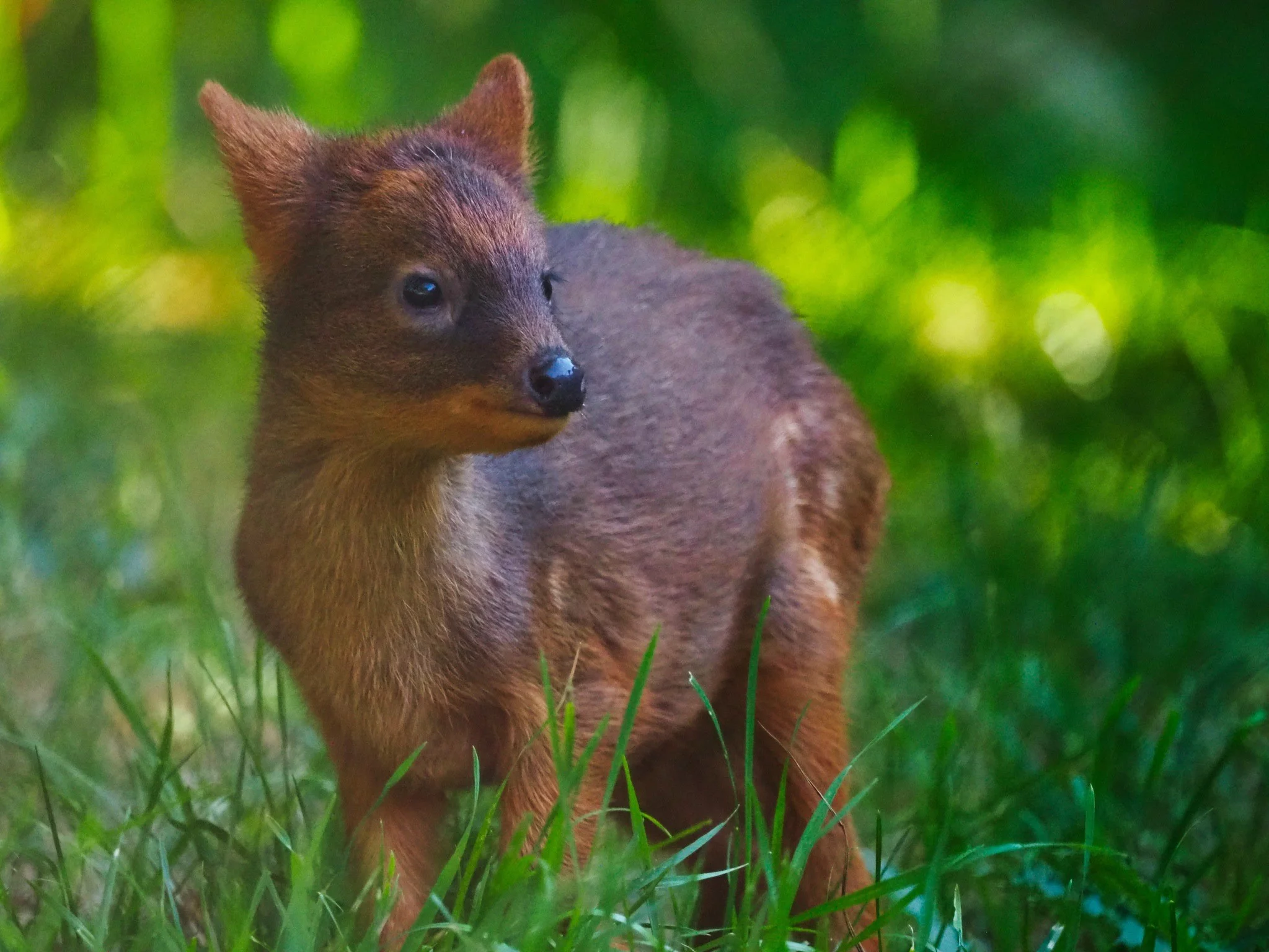 Nowa mieszkanka zoo, samica pudu