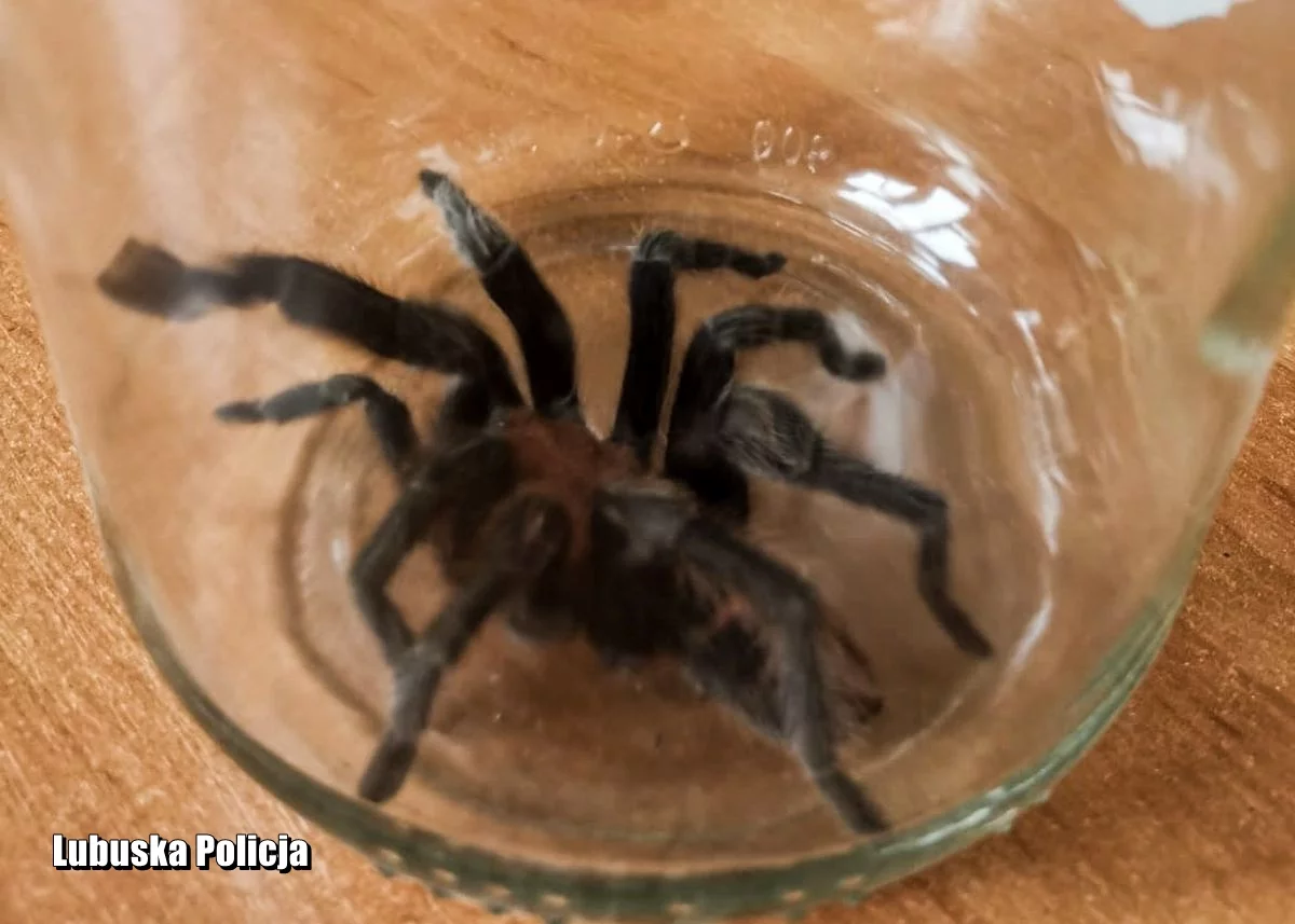 Ptasznik tygrysi z Nowej Soli