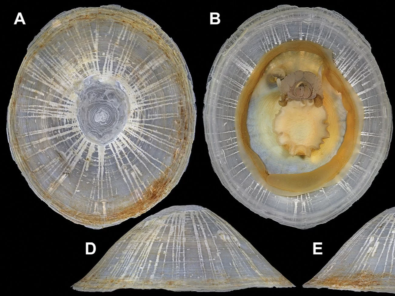 Bathylepeta wadatsumi