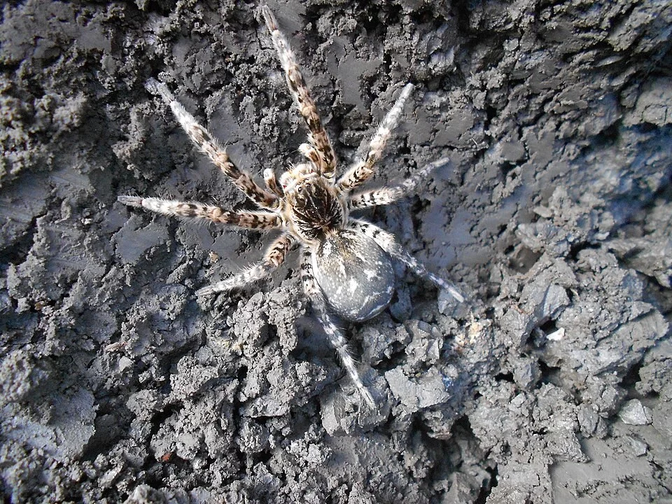 Tarantula ukraińska (Lycosa singoriensis)