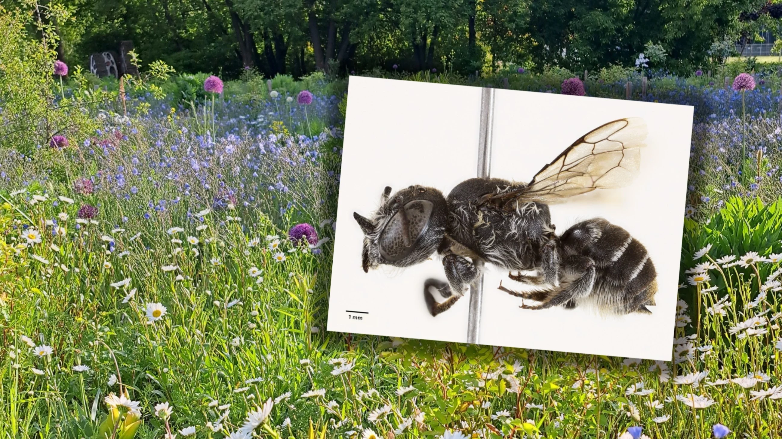 Ma rogi i dostała imię postaci z serialu. Naukowcy odkryli pszczołę z piekła rodem