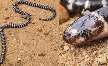 Nowy gatunek węża bandy-bandy odkryty w Australii