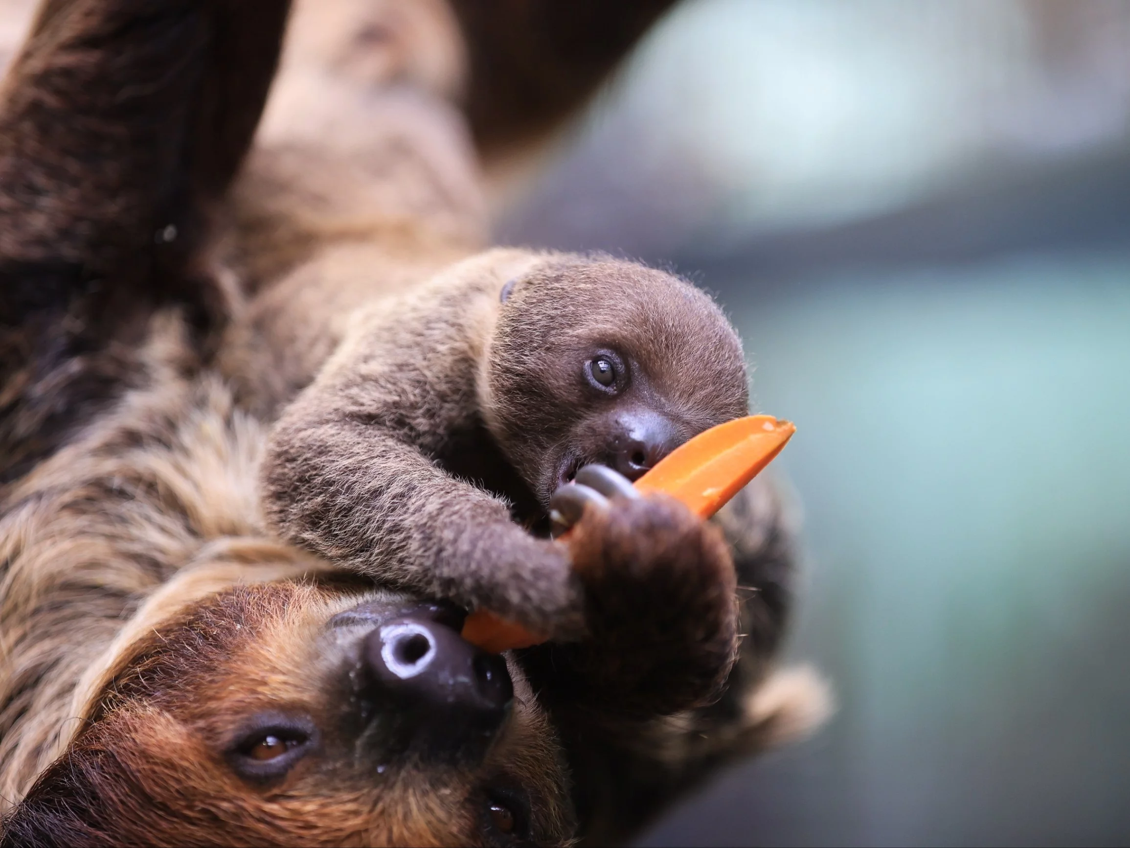 Młody leniwiec dwupalczasty ze swoją matką podczas karmienia w Orientarium łódzkiego ZOO