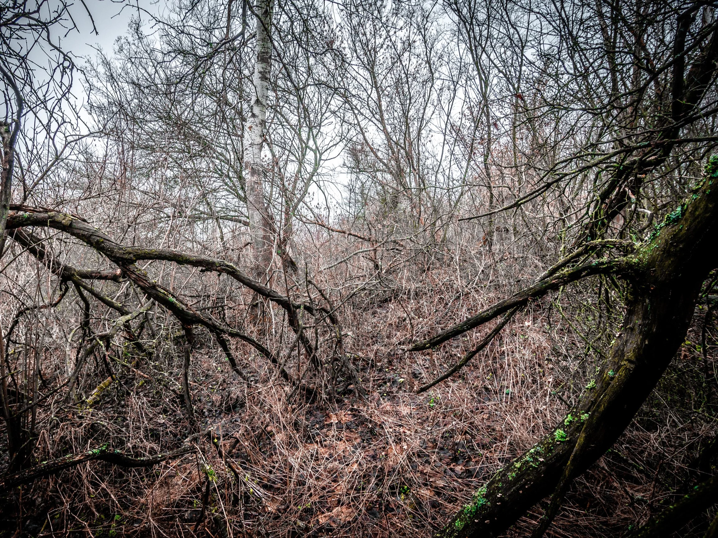 Las, zdjęcie ilustracyjne