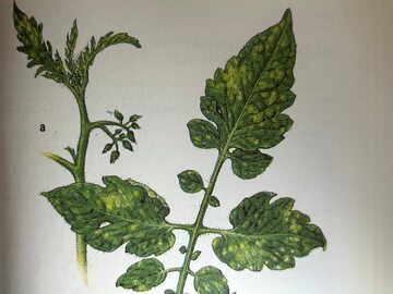 Objawy wirusa mozaiki zielonej pomidora (ilustracja z książki „Atlas chorób i szkodników roślin warzywnych”, Państwowe Wydawnictwo Rolnicze i Leśne)