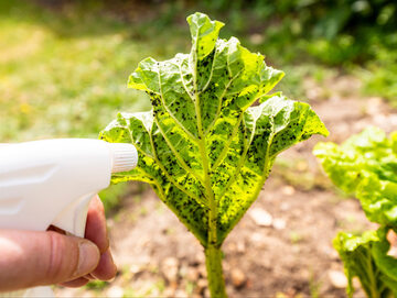 Ocet, zmieszany z wodą i mydłem, jest skutecznym środkiem w walce z mszycami w ogrodzie